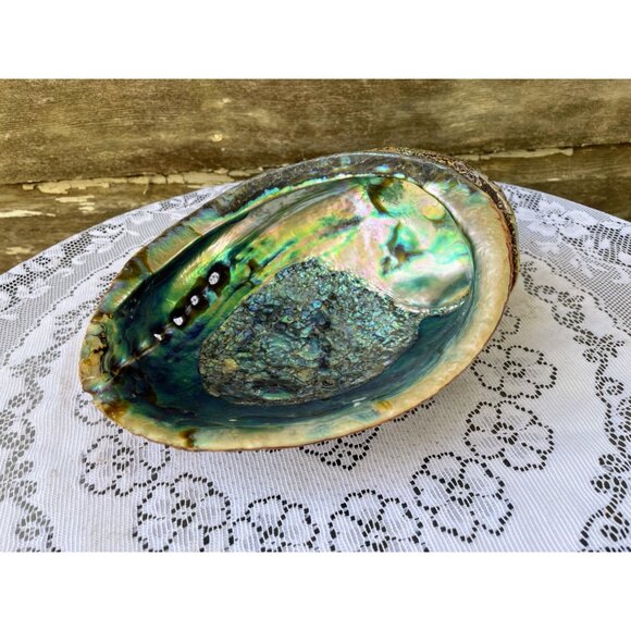 Iridescent Abalone Shell Decorative Beach Decor 8x6 - Picture 1 of 15